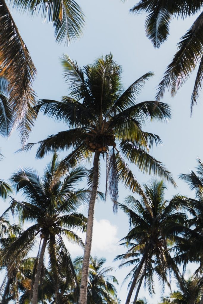 Palm Trees Filipijnen