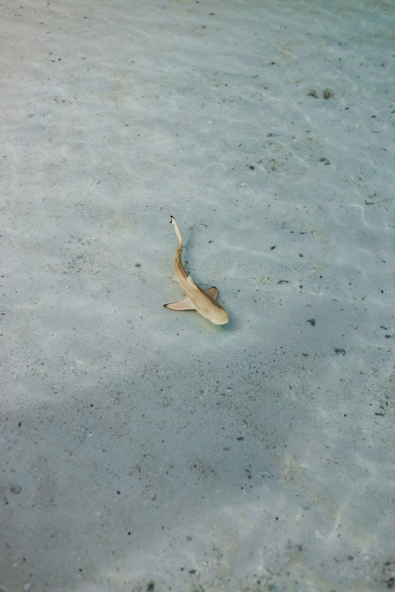 baby haaien maya bay