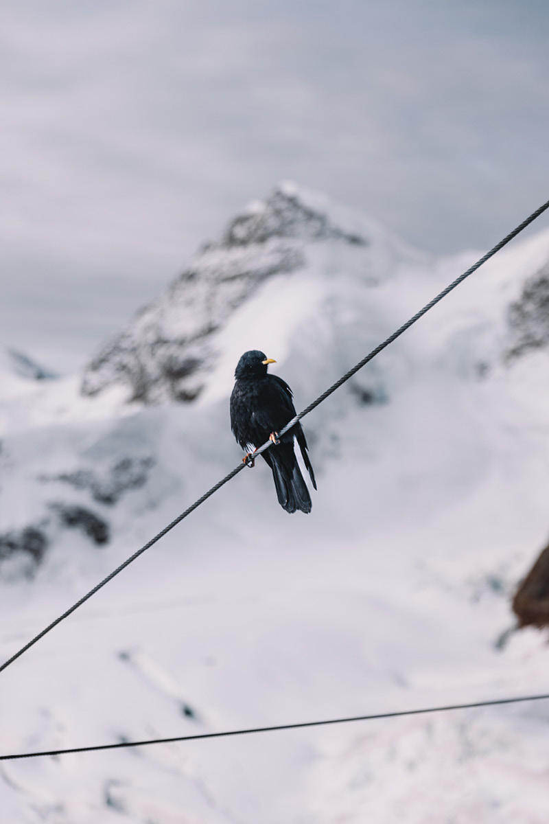 ticket Jungfraujoch