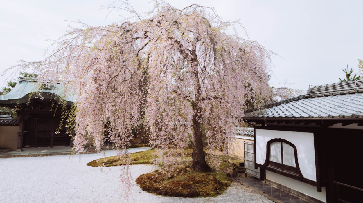 kersenbloesem in japan