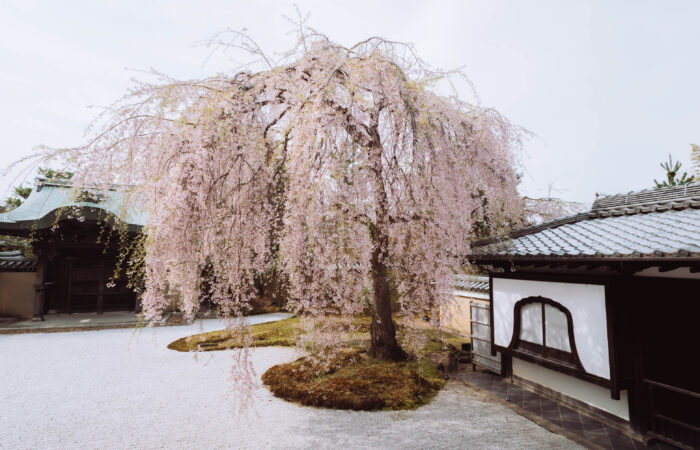 kersenbloesem in japan