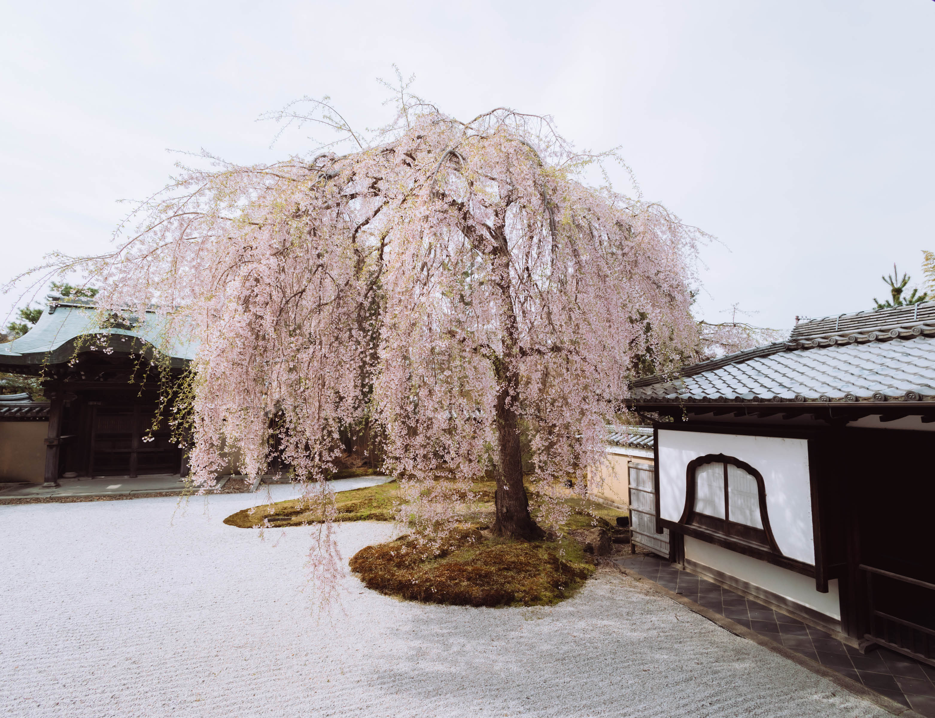 kersenbloesem in japan