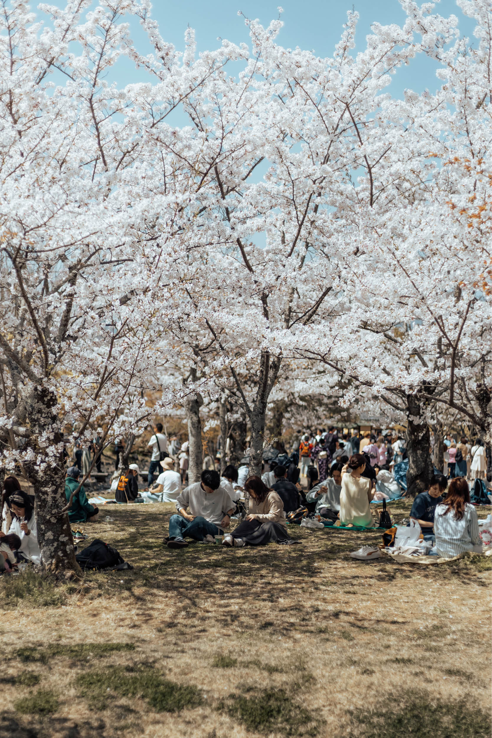 sakura Japan