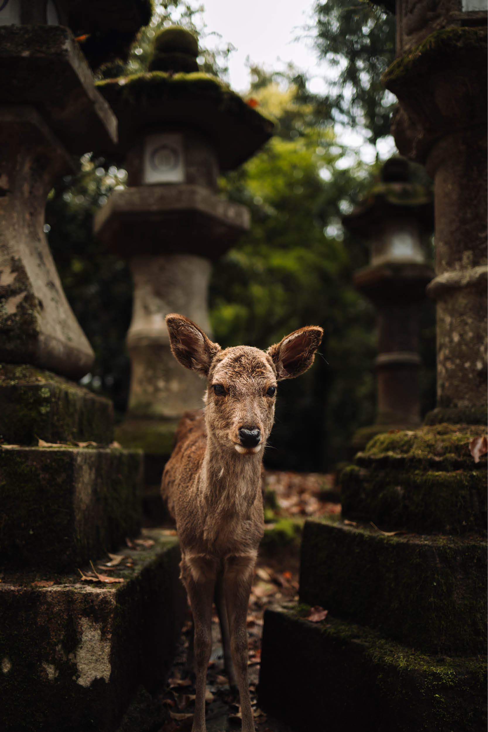 nara japan