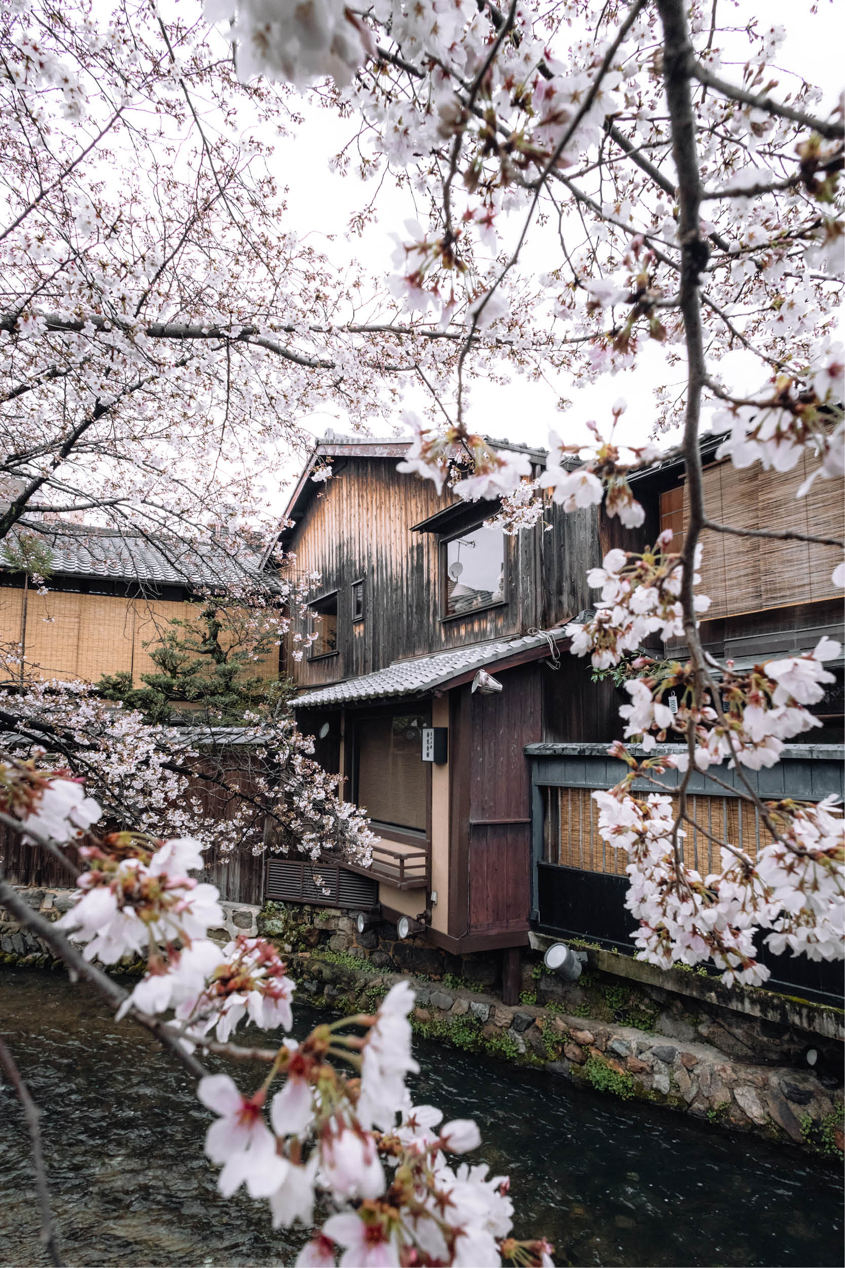 sakura